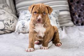 🟥🍁🟥 ADORABLE CANADIAN 💗🍀PIT BULL🐕🐕PUPPIES 🟥🍁🟥 Image eClassifieds4u