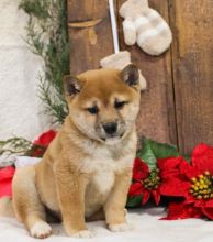 C.K.C MALE AND FEMALE SHIBA INU PUPPIES AVAILABLE💗🟥🍁🟥