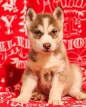 💗🟥🍁🟥 C.K.C MALE AND FEMALE SIBERIAN HUSKY PUPPIES 💗🟥🍁🟥