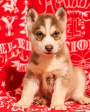 C.K.C MALE AND FEMALE SIBERIAN HUSKY PUPPIES AVAILABLE💗🟥🍁🟥