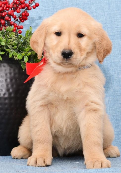 🟥🍁🟥 CKC GOLDEN RETRIEVER PUPPIES AVAILABLE💗🟥🍁🟥 Image eClassifieds4u
