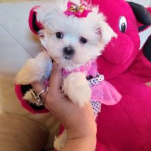 Cute Maltese puppies ready to go now please contact if intersted.