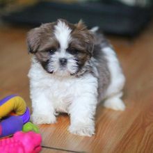 Male and Female Shitzu puppies for adoption