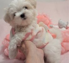 Two sweet Maltese Puppies male and female ready for a New Family.