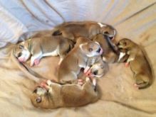 Absolute Joyful Akita For Sale Image eClassifieds4U