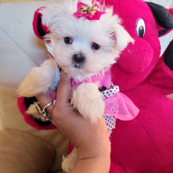 Two sweet Maltese Puppies male and female ready for a New Family. Image eClassifieds4u