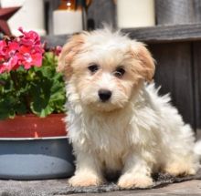 💗🟥🍁🟥 C.K.C MALE AND FEMALE Morkie PUPPIES AVAILABLE 💗🟥🍁🟥