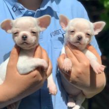 Cute Male and Female Chihuahua Puppies Up for Adoption...
