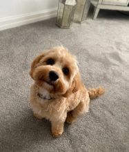 Healthy Male and Female Cavapoo Puppies Available For Adoption