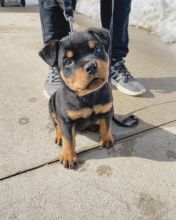 Rottweiler Puppies Available For Adoption (pc6814252@gmail.com)