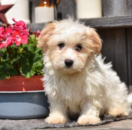 🟥🍁🟥 CKC 💖💕 Morkie PUPPIES AVAILABLE 🍀🍀 Image eClassifieds4u