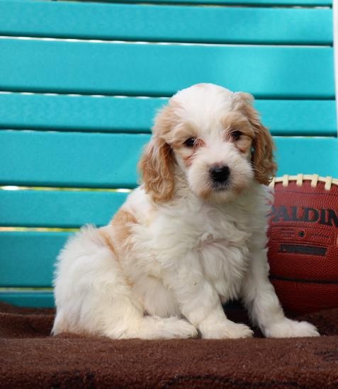C.K.C MALE AND FEMALE GOLDENDOODLE PUPPIES AVAILABLE Image eClassifieds4u
