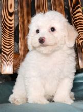 C.K.C MALE AND FEMALE LHASA APSO PUPPIES AVAILABLE