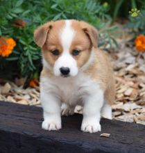 🟥🍁🟥 C.K.C MALE AND FEMALE PEMBROKE WELSH CORGI PUPPIES AVAILABLE 🟥🍁🟥