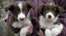 C.K.C MALE AND FEMALE BORDER COLLIE PUPPIES AVAILABLE