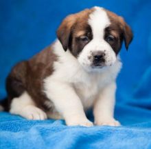 💗🟥🍁🟥 C.K.C MALE AND FEMALE SAINT BERNARD PUPPIES 💗🟥🍁🟥