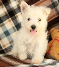 C.K.C MALE AND FEMALE WEST HIGHLAND TERRIER PUPPIES AVAILABLE