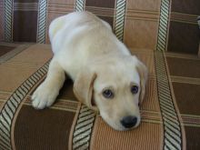 Cute golden retriever puppies now ready to go to new families.