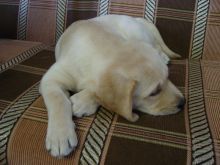 Cute golden retriever puppies now ready to go to new families.