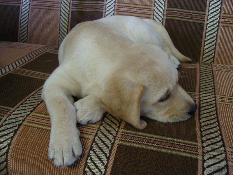 Cute golden retriever puppies now ready to go to new families. Image eClassifieds4u