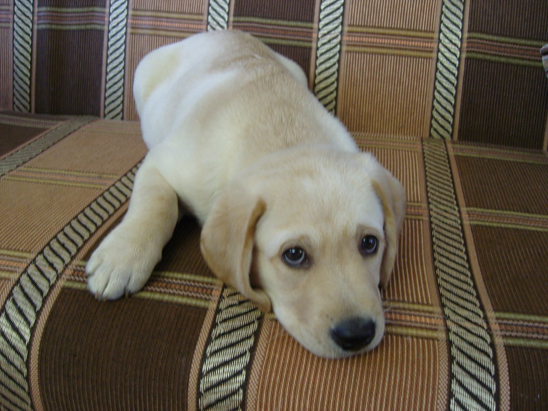 Cute golden retriever puppies now ready to go to new families. Image eClassifieds4u