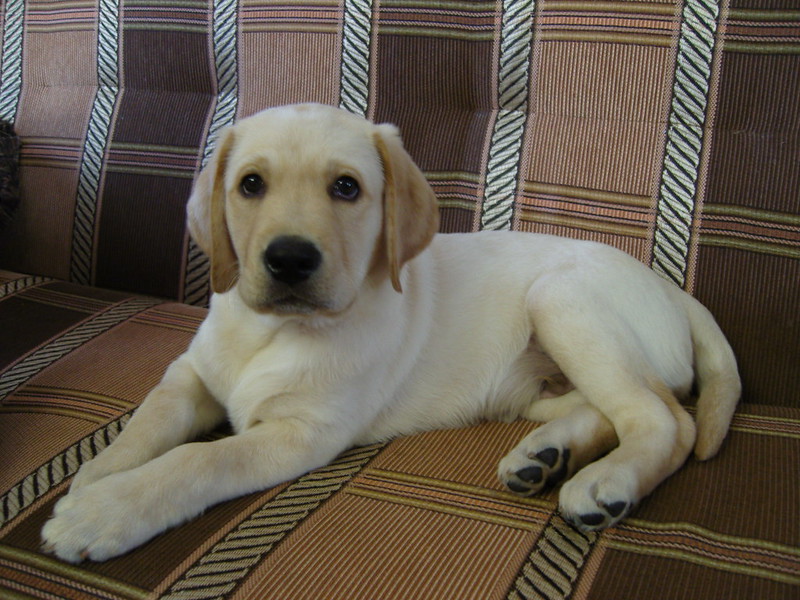 Cute golden retriever puppies now ready to go to new families. Image eClassifieds4u