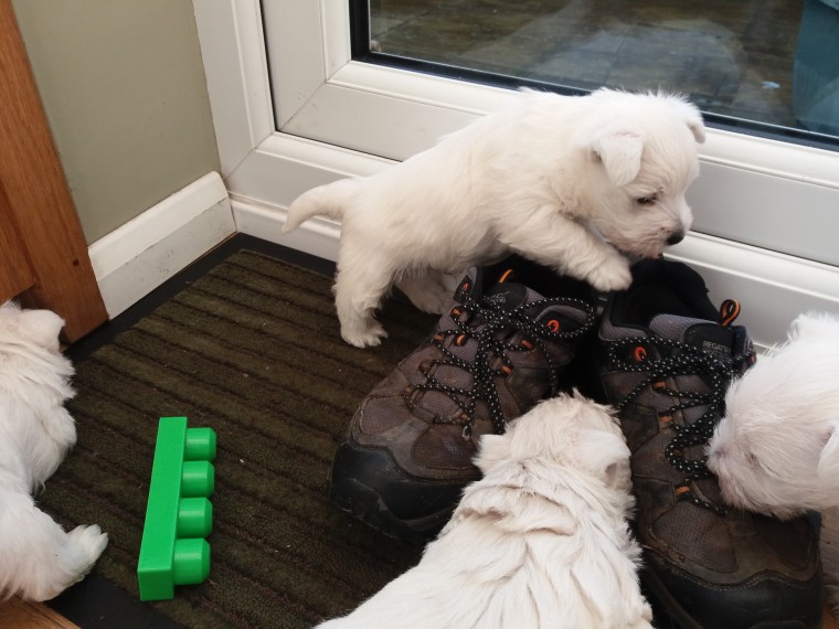 💗🟥🍁🟥 MALE AND FEMALE WEST HIGHLAND TERRIER PUPPIES 💗🟥🍁🟥 Image eClassifieds4u