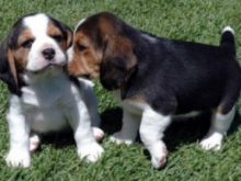 🟥🍁🟥 CKC BEAGLE PUPPIES AVAILABLE💗🟥🍁🟥 Image eClassifieds4U