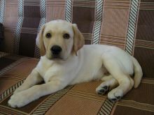 Cute golden retriever puppies now ready to go to new families. Image eClassifieds4u 4