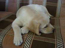 Cute golden retriever puppies now ready to go to new families. Image eClassifieds4U
