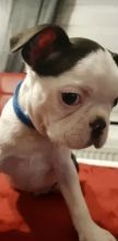 Full KC registered BOSTON TERRIERS,