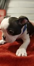 Boston Terriers have been in our family