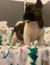 Cute Akita puppies They will have first vaccination , chipped and KC registered