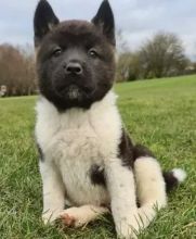 pedigree black mask akita puppies