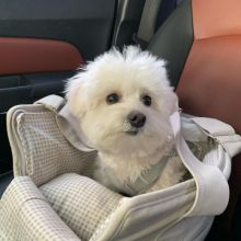 Adorable maltese puppies for adoption