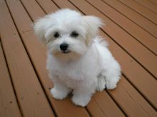 12 Weeks Old male and female Maltese Puppies