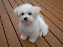Two T-Cup Maltese Puppies Available