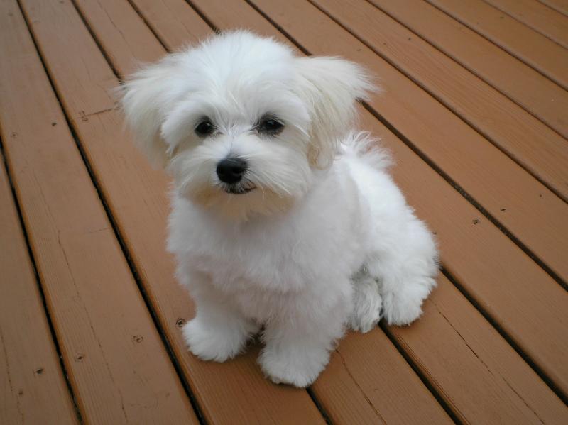 Lovely male and female Maltese Puppies Image eClassifieds4u