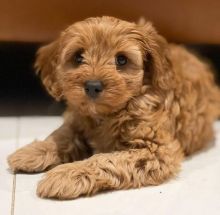 Cute loving and adorable male and female Cavapoo puppies for adoption [williamsdrake514@gmail.com]