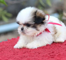 Cute Shih tzu puppies available