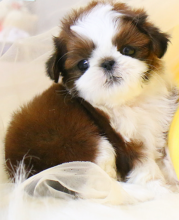 Male and female Shih tzu puppies available