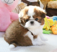 Purebred Shih Tzu puppies available