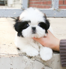 Purebred Shih tzu puppies for sale