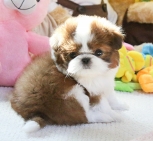 Purebred Shih tzu puppies near me