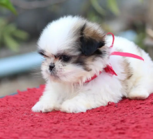 Shih tzu puppies available