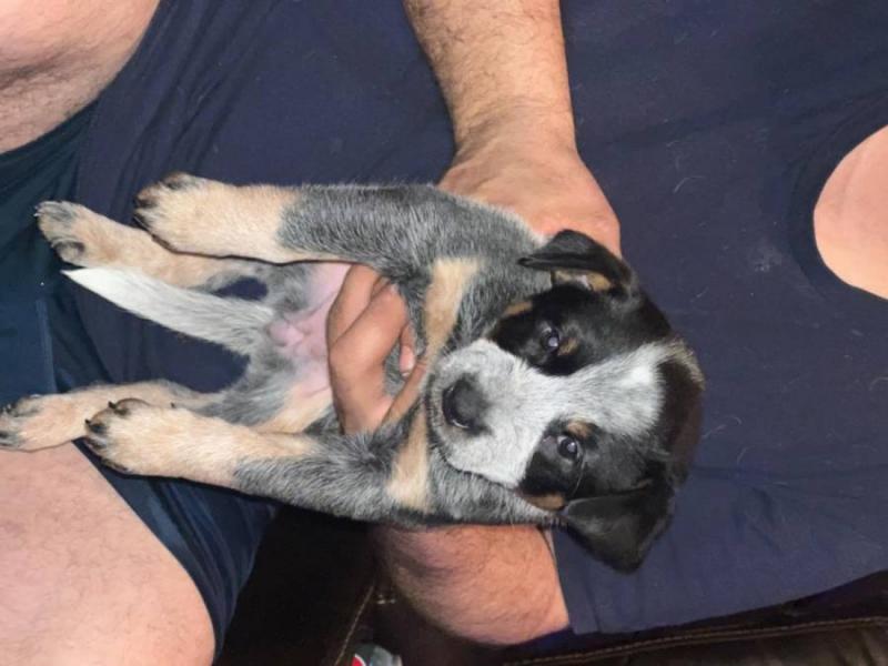 AKC Australian Cattle Dog Puppies 😍😍 Email>>diomalison7@gmail.com or text>>‪(612) 367-6095� Image eClassifieds4u
