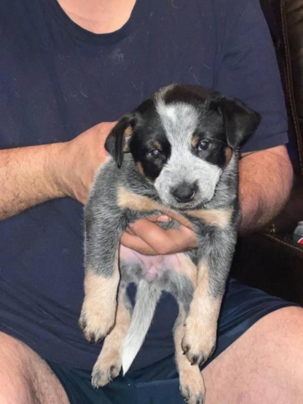 AKC Australian Cattle Dog Puppies 😍😍 Email>>diomalison7@gmail.com or text>>‪(612) 367-6095 Image eClassifieds4u