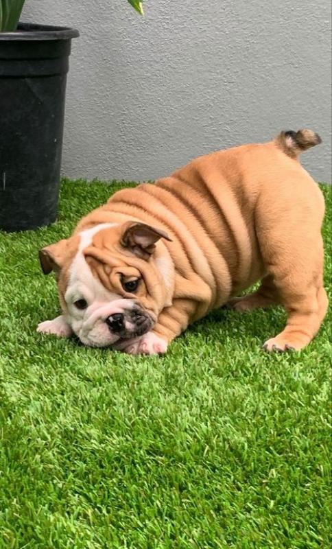 AKC English Bulldog Puppies 😍😍 Email>>diomalison7@gmail.com or text>>‪(612) 367-6095😍😍 Image eClassifieds4u