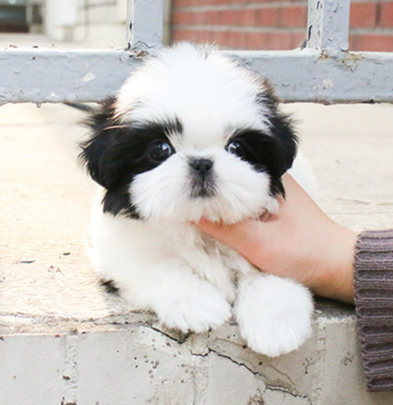Ckc reg Shih tzu puppies available Image eClassifieds4u