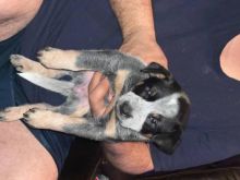 AKC Australian Cattle Dog Puppies 😍😍 Email>>diomalison7@gmail.com or text>>‪(612) 367-6095 Image eClassifieds4U